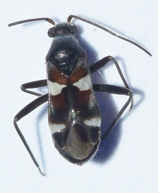 Ribautocapsus