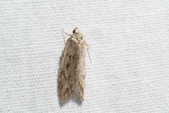 Semioscopis megamicrella
