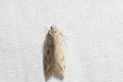 Semioscopis megamicrella