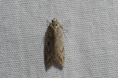 Semioscopis megamicrella