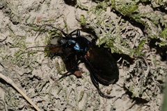 Carabus hispanus