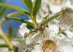 Chauliognathus kershawi