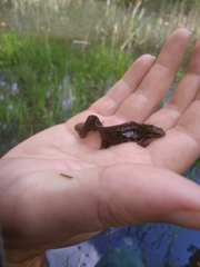 Lissotriton vulgaris