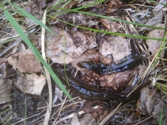 Lissotriton vulgaris