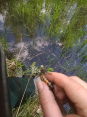 Lissotriton vulgaris