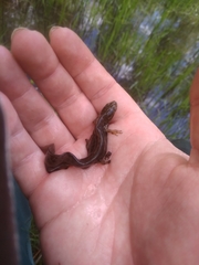 Lissotriton vulgaris