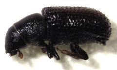 Stenoscelis hylastoides