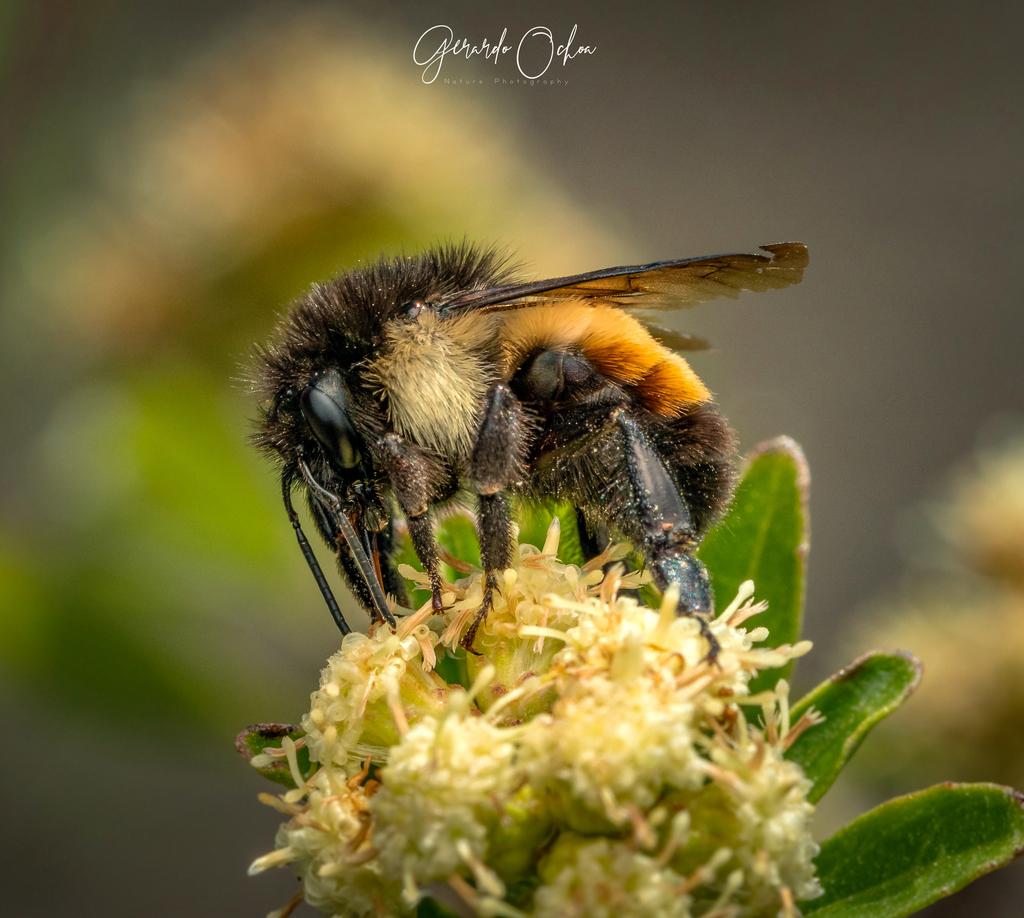 Mesoamerican Bumble Bee