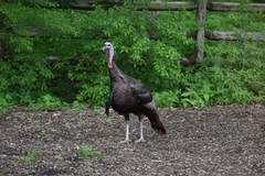 Meleagris gallopavo