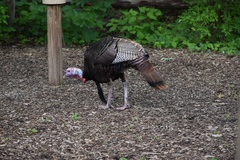 Meleagris gallopavo