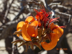 Erythrina velutina