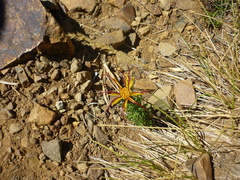 Mutisia linearifolia