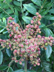 Rhus copallina image