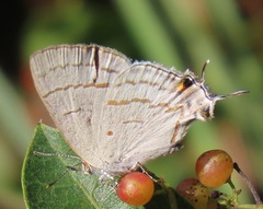 Hypolycaena philippus