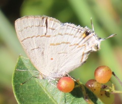 Hypolycaena philippus