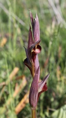 Bilamellaria
