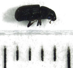 Stenoscelis hylastoides