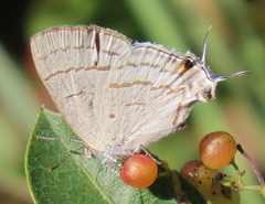 Hypolycaena philippus