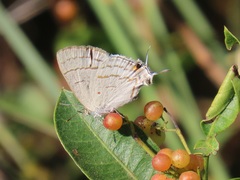 Hypolycaena philippus
