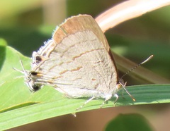 Hypolycaena philippus