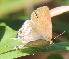 Hypolycaena philippus