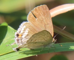 Hypolycaena philippus