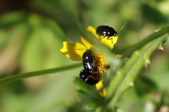 Cryptocephalus tetraspilus