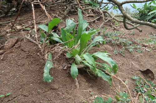 Lepidium panniforme, photograph 3