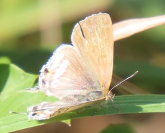 Hypolycaena philippus