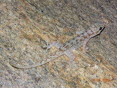 Phyllopezus pollicaris