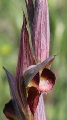 Bilamellaria