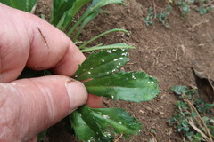 Lepidium panniforme