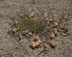 Astragalus macrodon