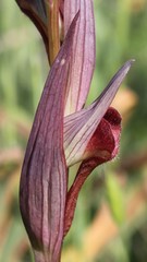 Bilamellaria