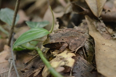 Craugastor castanedai