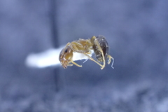 Lasius brunneus