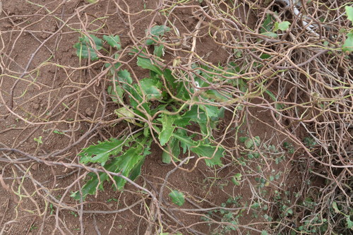 Lepidium panniforme, photograph 4