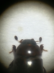 Cercyon littoralis