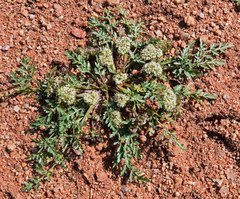 Cymopterus glomeratus