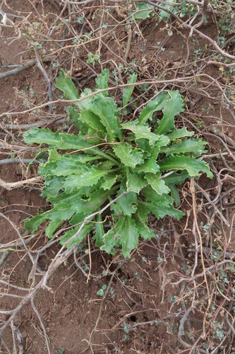 Lepidium panniforme, photograph 5