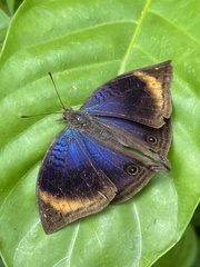 Junonia cymodoce lugens