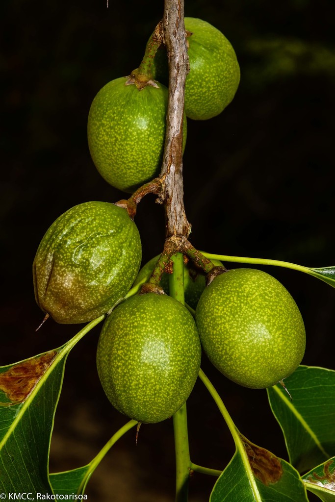 Capurodendron greveanum