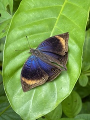Junonia cymodoce lugens