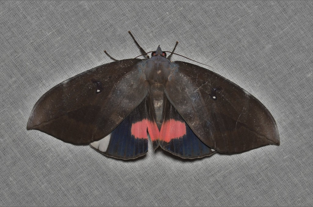 Phyllodes conspicillator