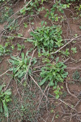 Lepidium panniforme