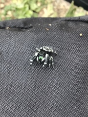 Phidippus