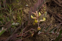 Astragalus macrodon