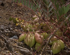Astragalus macrodon
