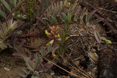 Astragalus macrodon