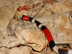 Micrurus ibiboboca
